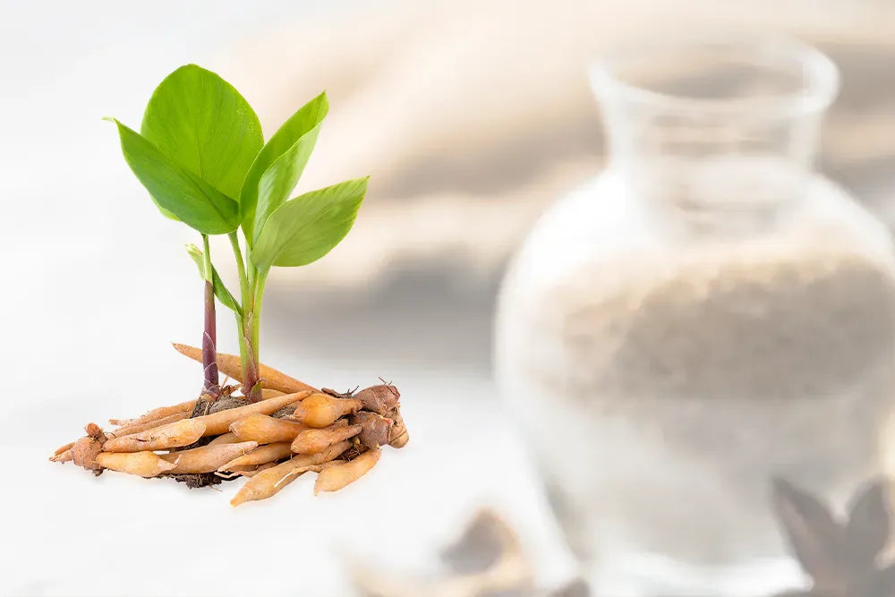 The Power of Adaptogens: How Sann-Källa Omnia Supports Energy, Balance & Resilience